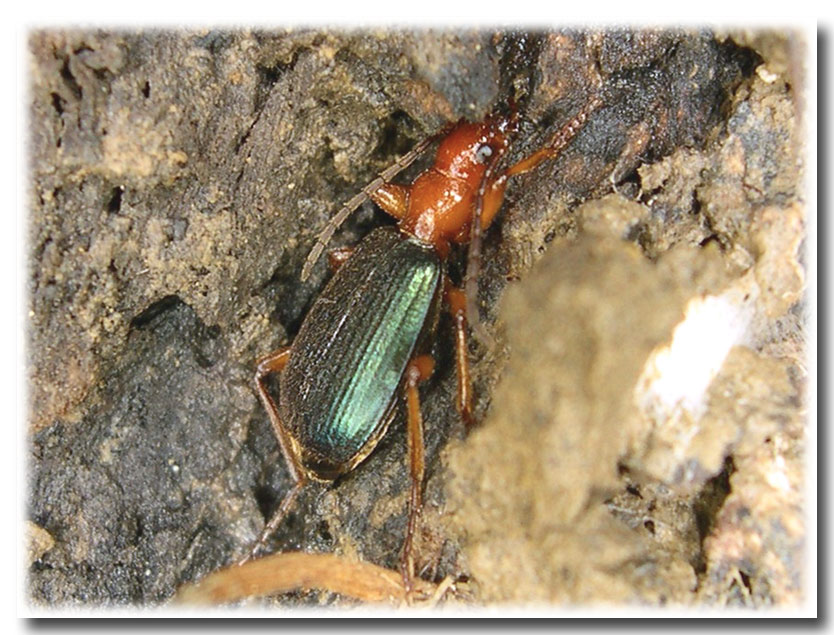 I Brachinus: coleotteri irriverenti